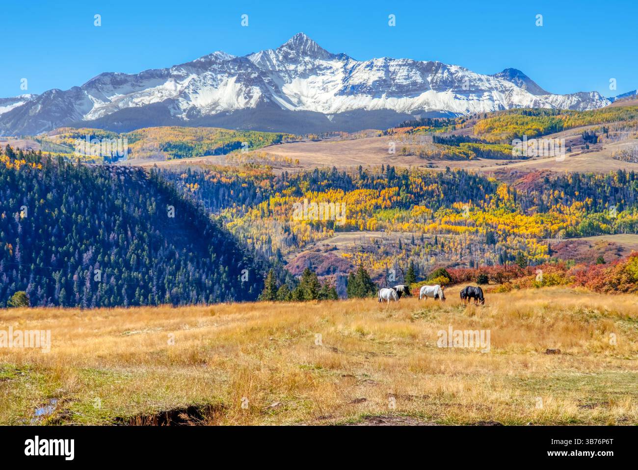 Pferde grasen in den Herbstfarben in den San Juan Mountains in der Senffels Range in Colorado Stockfoto