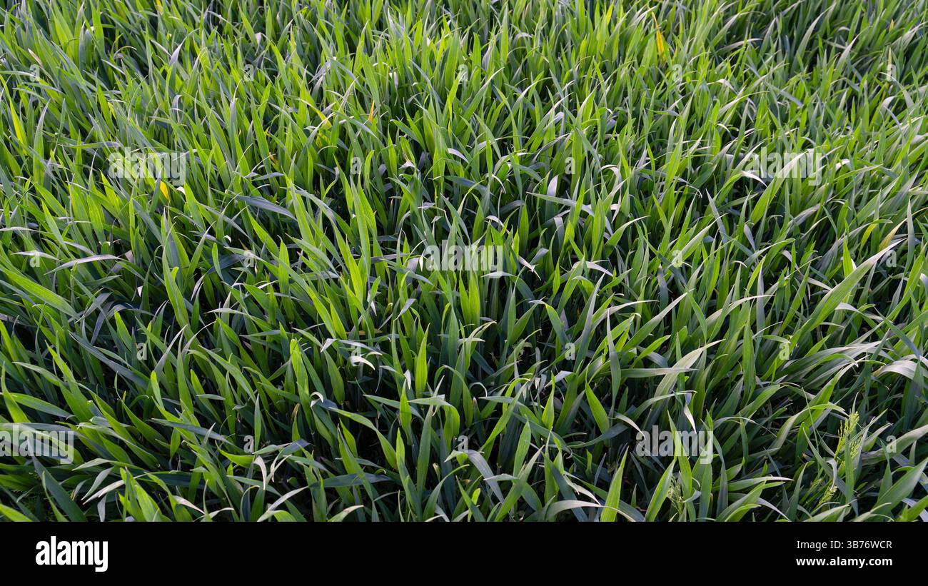 Schöne frische grüne Pflanzen in der Landwirtschaft Stockfoto