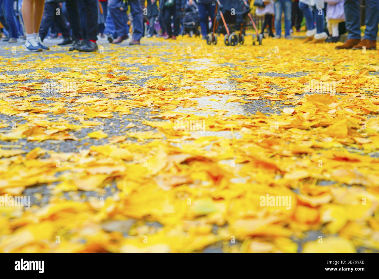 Fuß von Ginkgo und die Menschen des Schreins äußeren Garten Ginkgo Reihe von Bäumen. Drehort: Metropolregion Tokio Stockfoto