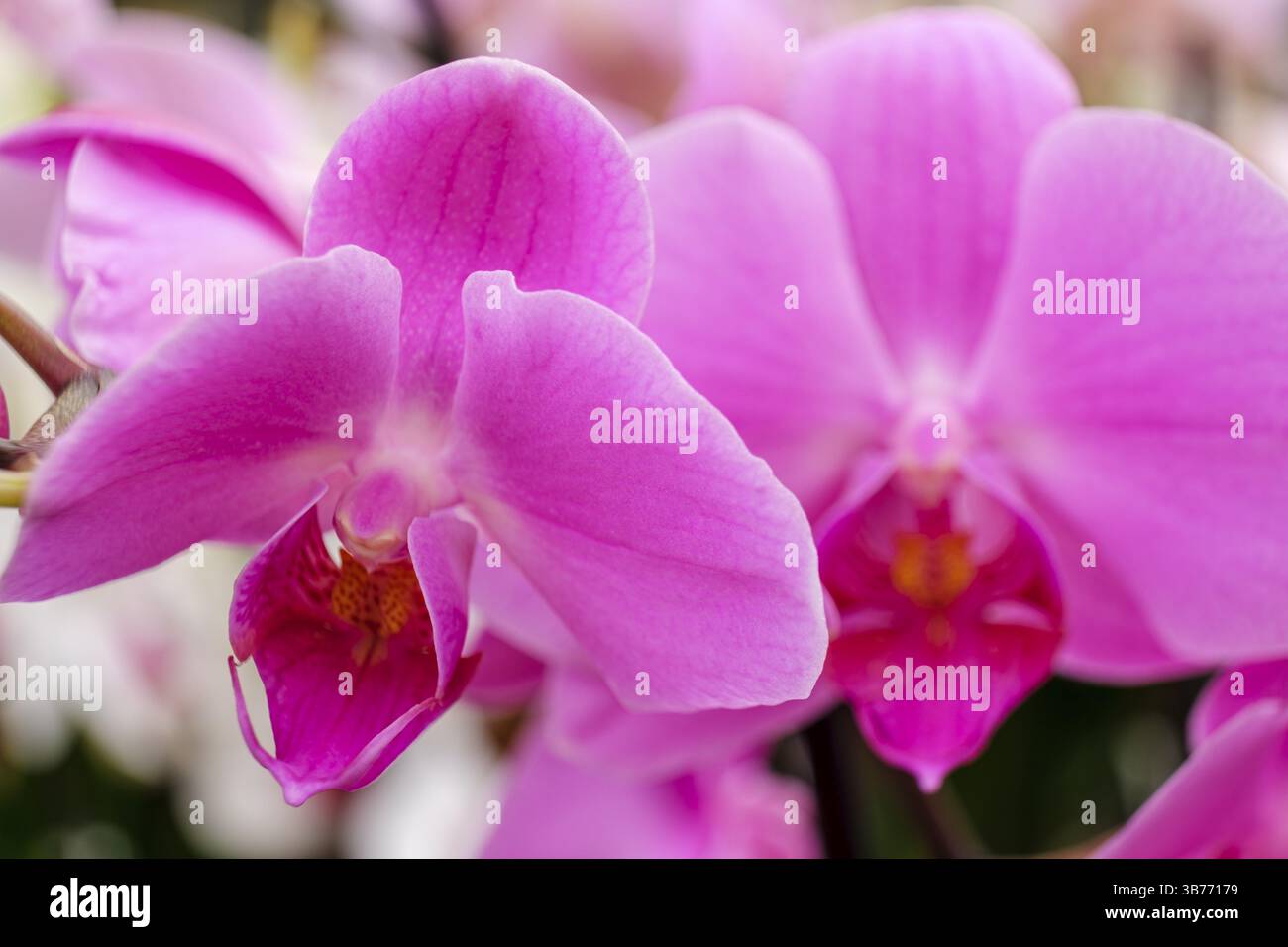 PurpurOrchidee, Phalaenopsis, Mallorca, Balearen, Spanien, Europa Stockfoto