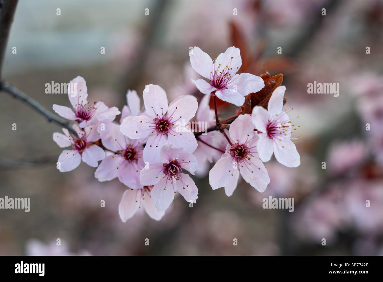 Zarte rosafarbene Blüten blühen auf Kirschblüten und zeigen ihre Schönheit im Frühling. Diese Szene fängt die Eleganz der Natur und die Ankunft ein Stockfoto