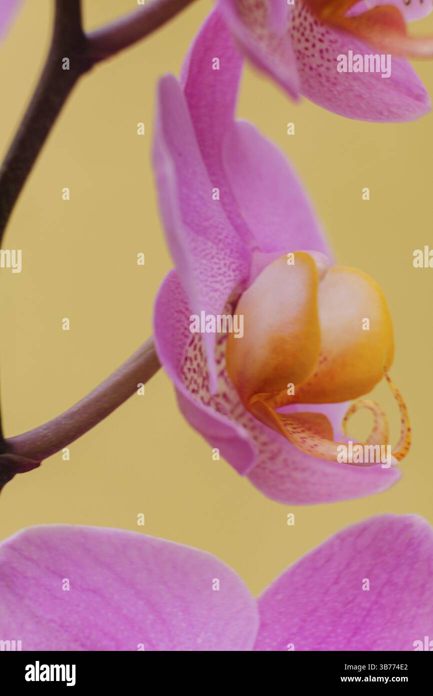 PurpurOrchidee, Phalaenopsis, Mallorca, Balearen, Spanien, Europa Stockfoto