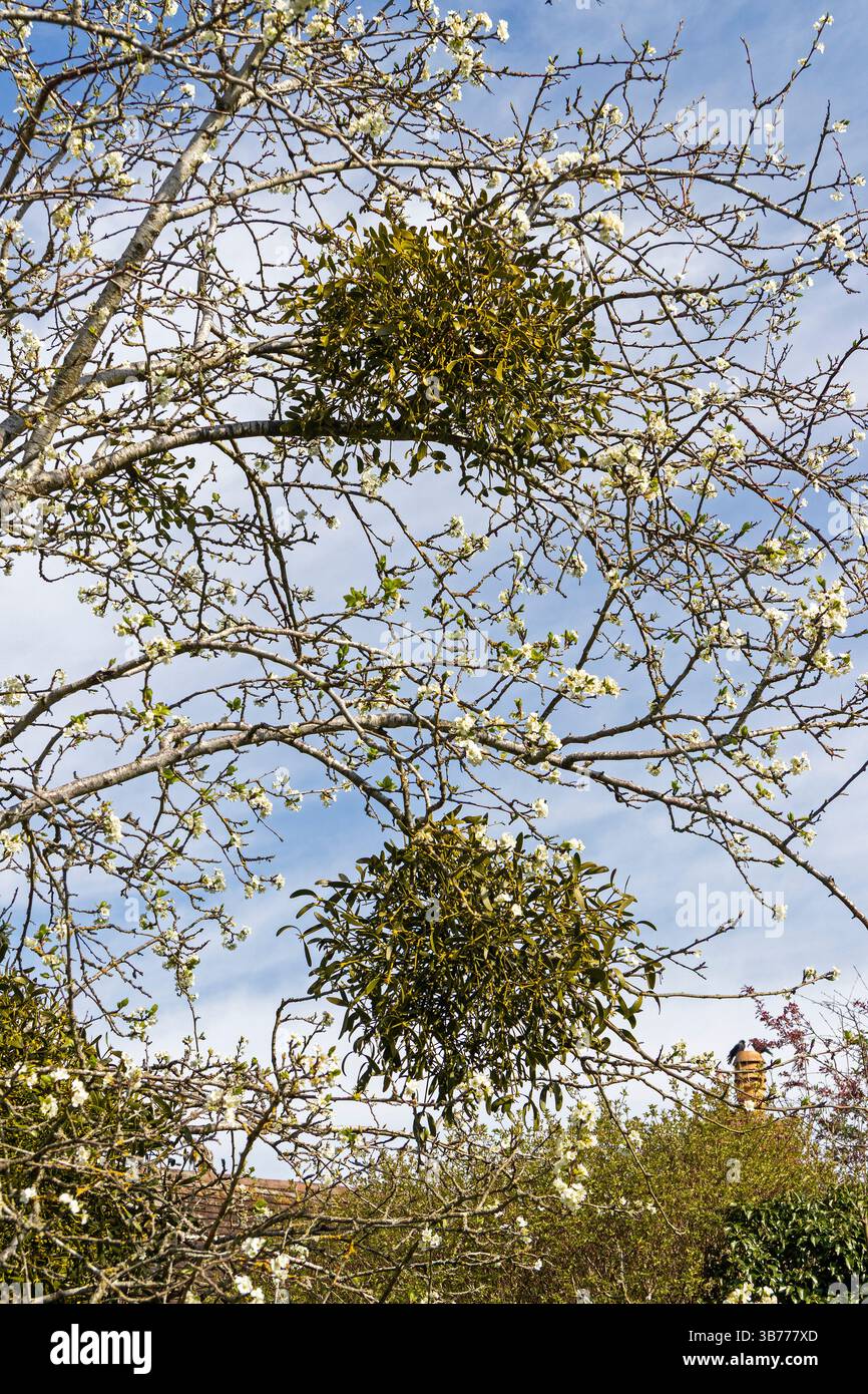Mistel im blühenden Obstbaum, Garten von Anne Hathaway's Cottage, Shottery, Stratford-upon-Avon, Warwickshire, England, Großbritannien Stockfoto