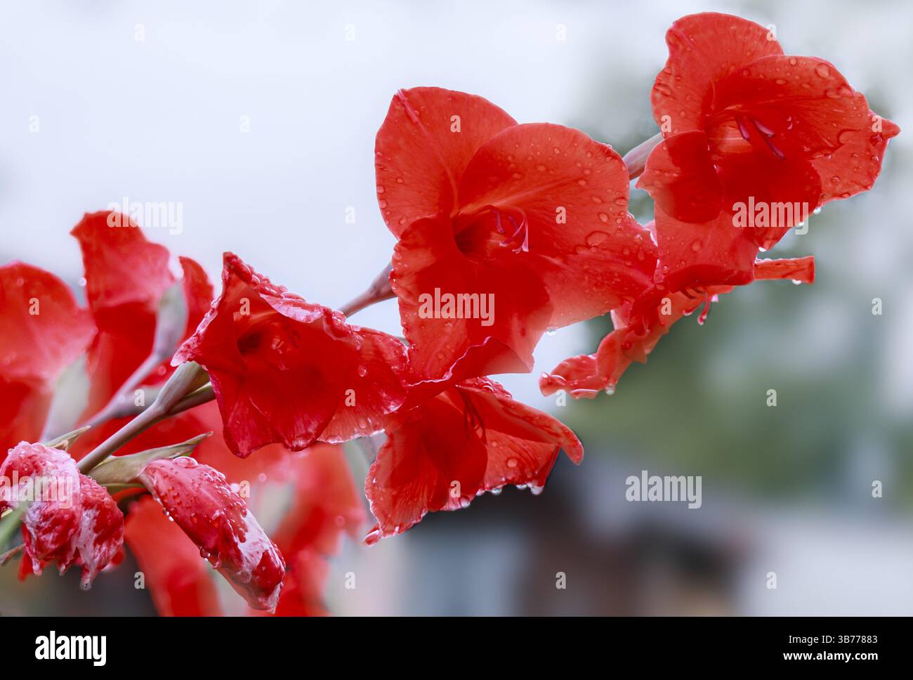 Wassertropfen, die auf die Blüten des Gladiolusstiels perlen, Nahaufnahme, Flora Stockfoto