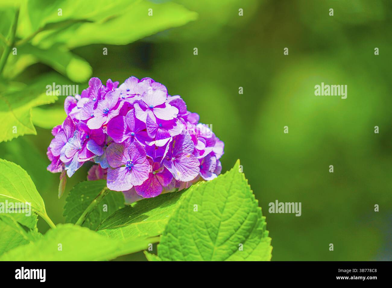 Hortensienbild im Juni. Aufnahmeort: Stadt Kamakura, Präfektur Kanagawa Stockfoto