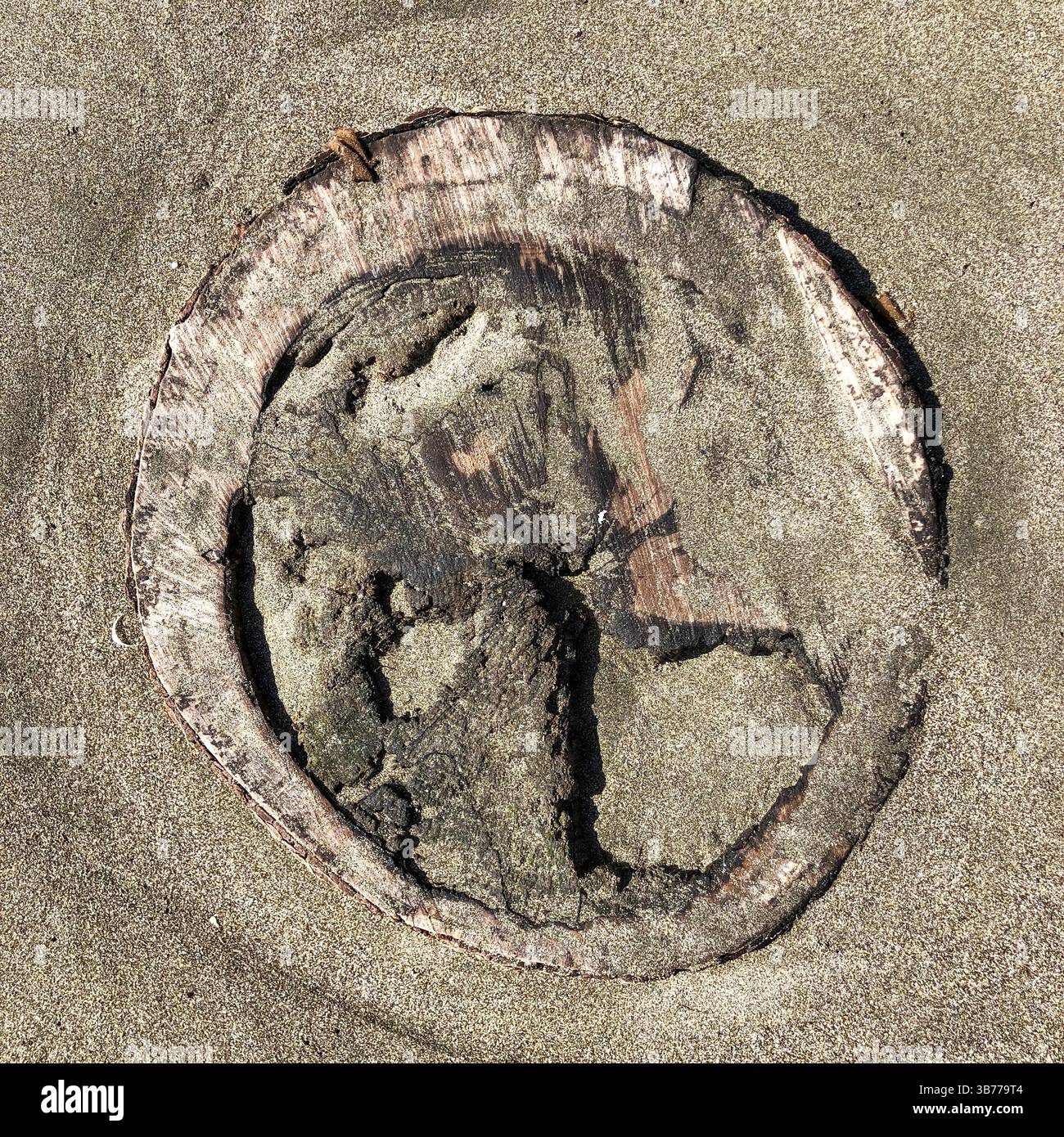 Der Goat Rock Beach liegt an der kalifornischen Küste im Sonoma County. - Smartphone-aufgenommenes Stockfoto
