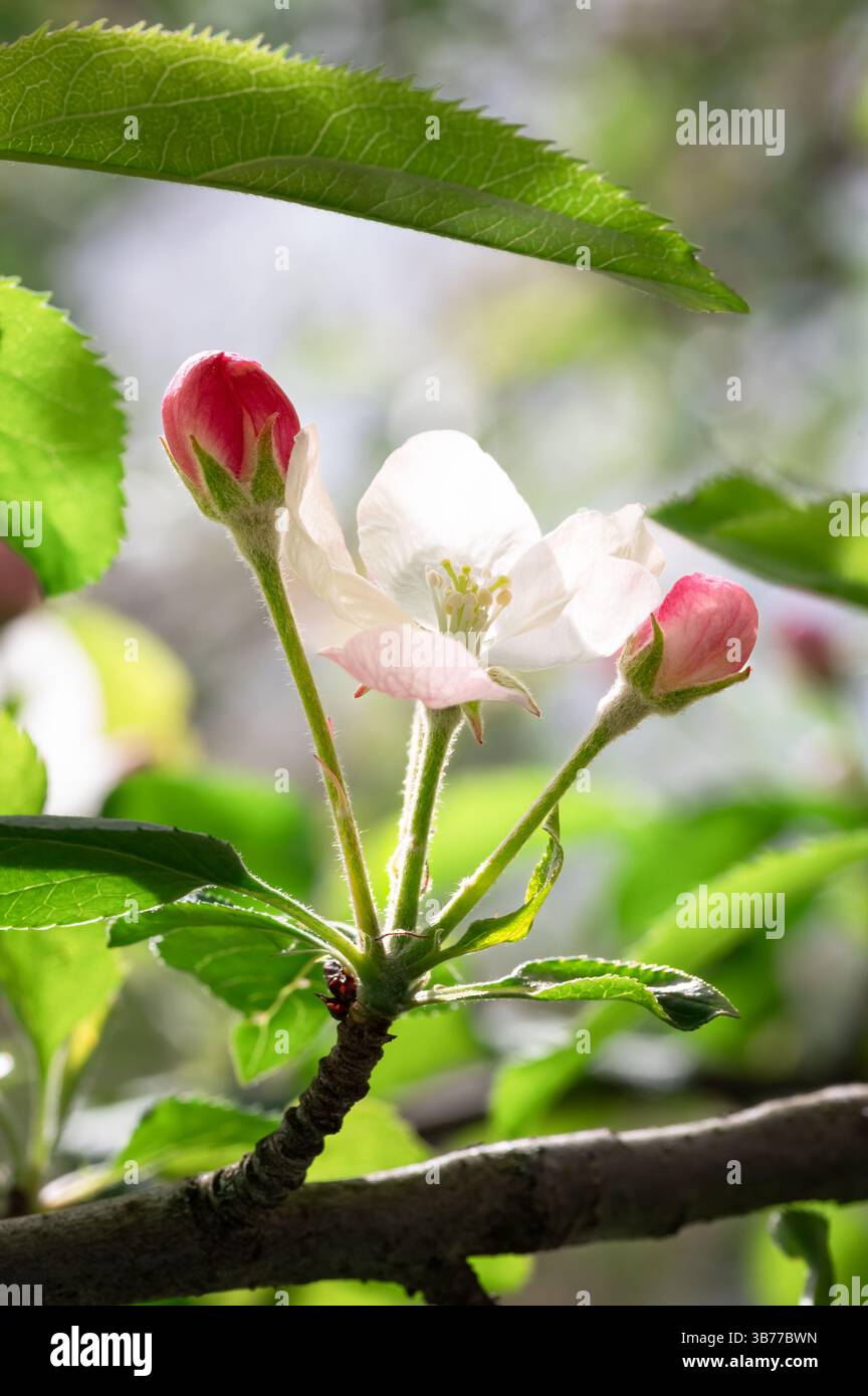 Apfelbaum mit einer Blüte und zwei ungeöffneten Knospen Stockfoto