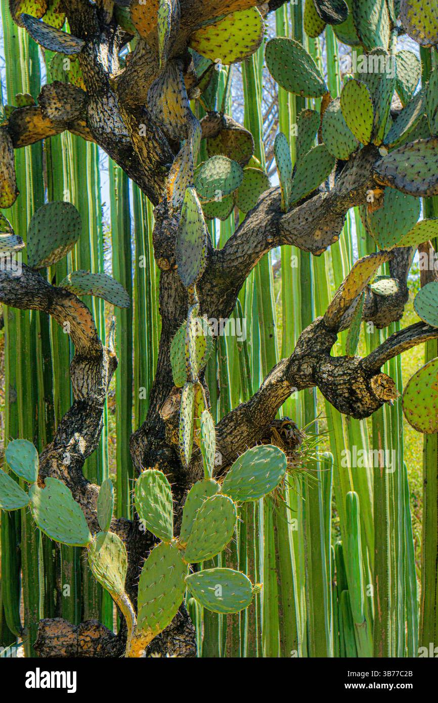 Oaxaca 2023 Stockfoto