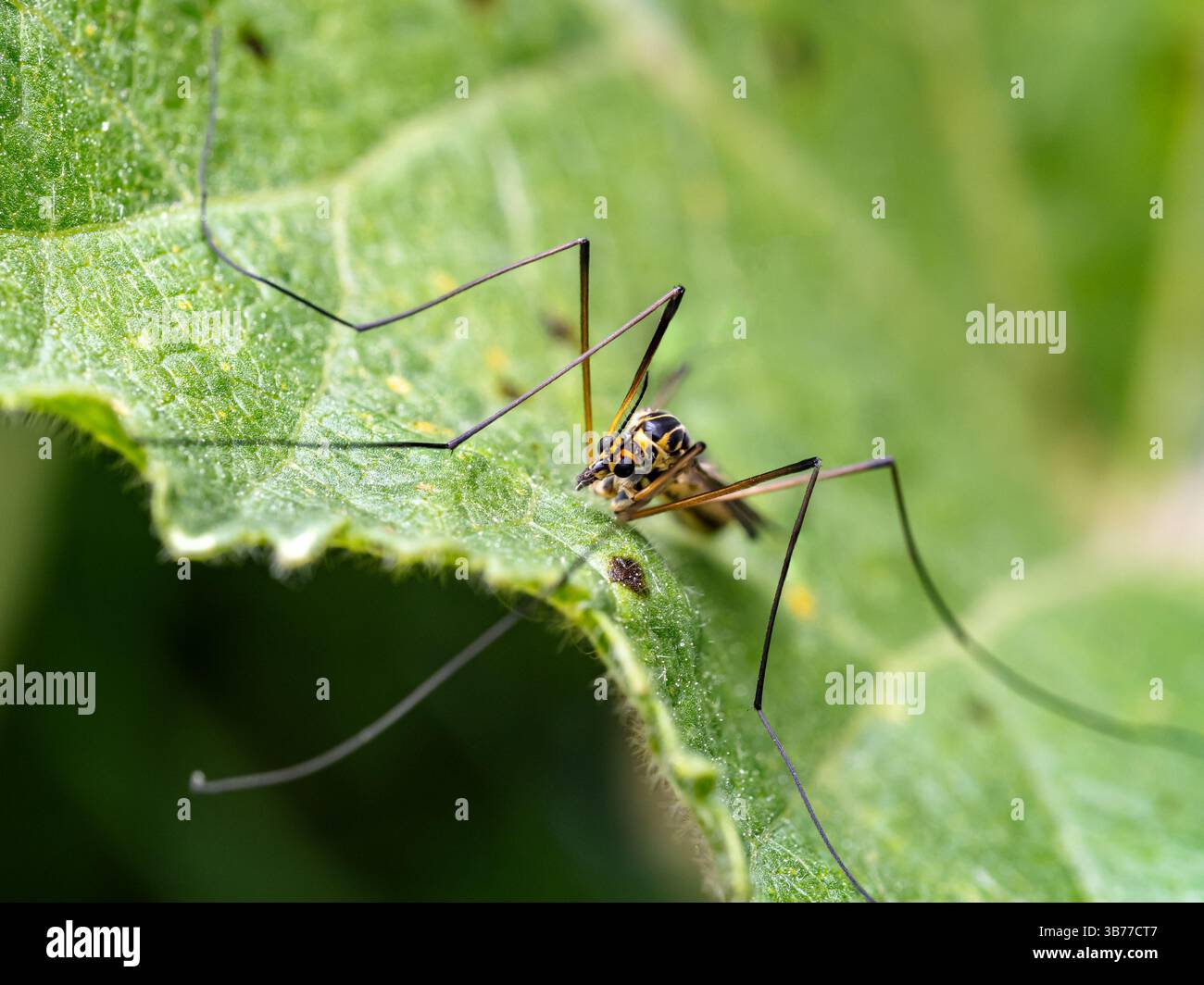 Nahaufnahme einer Kranfliege, die auf einer Gartenpflanze bleibt Stockfoto