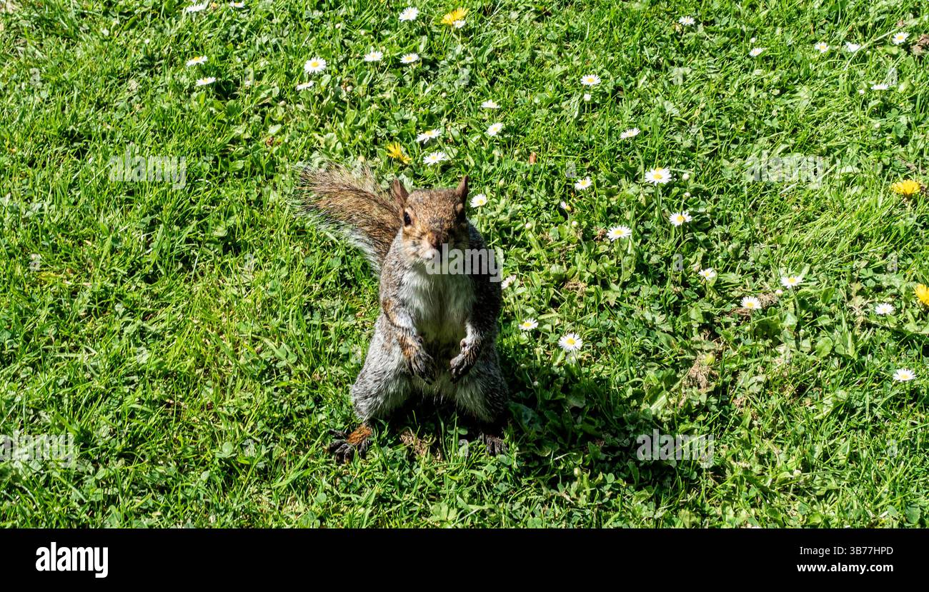Ein graues Eichhörnchen posiert auf grünem Gras, umgeben von blühenden Gänseblümchen. Er steht aufrecht und zeigt seinen flauschigen Schwanz und seinen neugierigen Ausdruck. Stockfoto