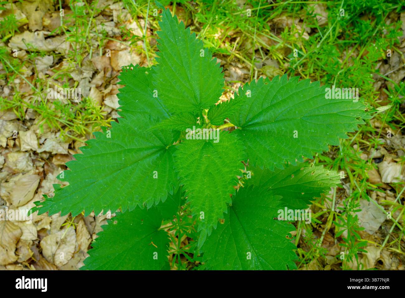 Urtica dioica oder Brennnessel im Garten. Stachelnessel, eine Heilpflanze, die als blutende, diuretische, antipyretische, Wundheilung verwendet wird, Stockfoto