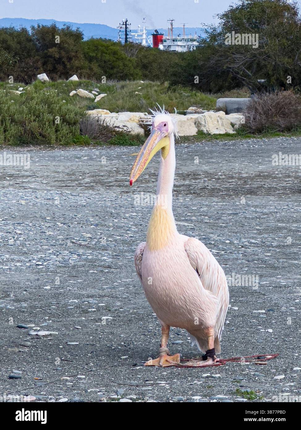 Rosa Pelikan in Limassol auf Zypern Stockfoto