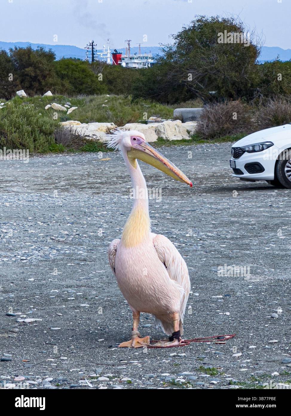Rosa Pelikan in Limassol auf Zypern Stockfoto
