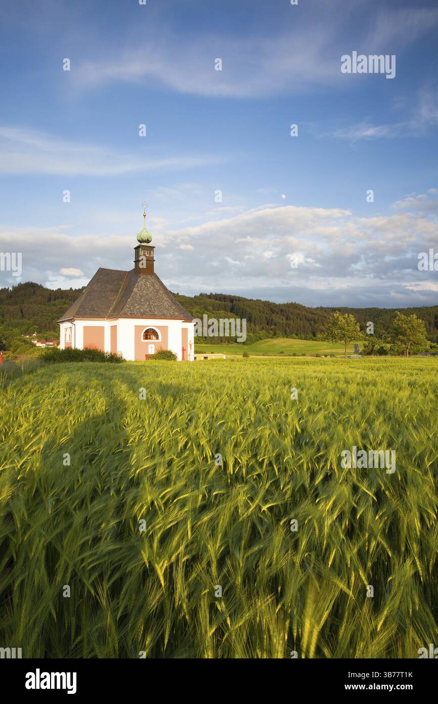 Renovierte Kirche am Rande von einem Maisfeld bei Sonnenuntergang Stockfoto