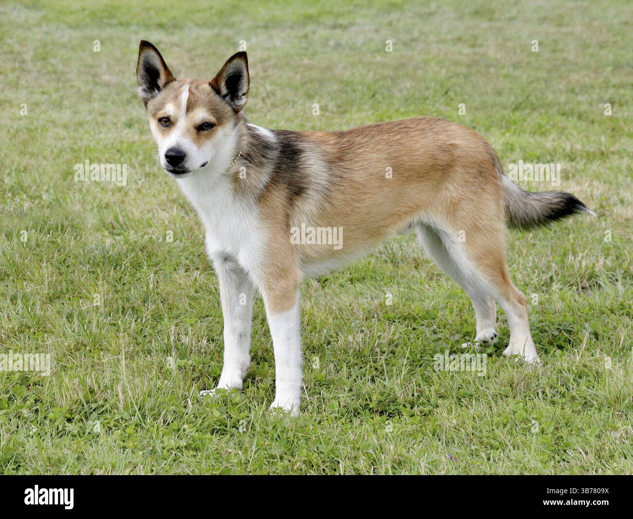 Typisch norwegisches Lundehund auf grünem Rasen Stockfoto