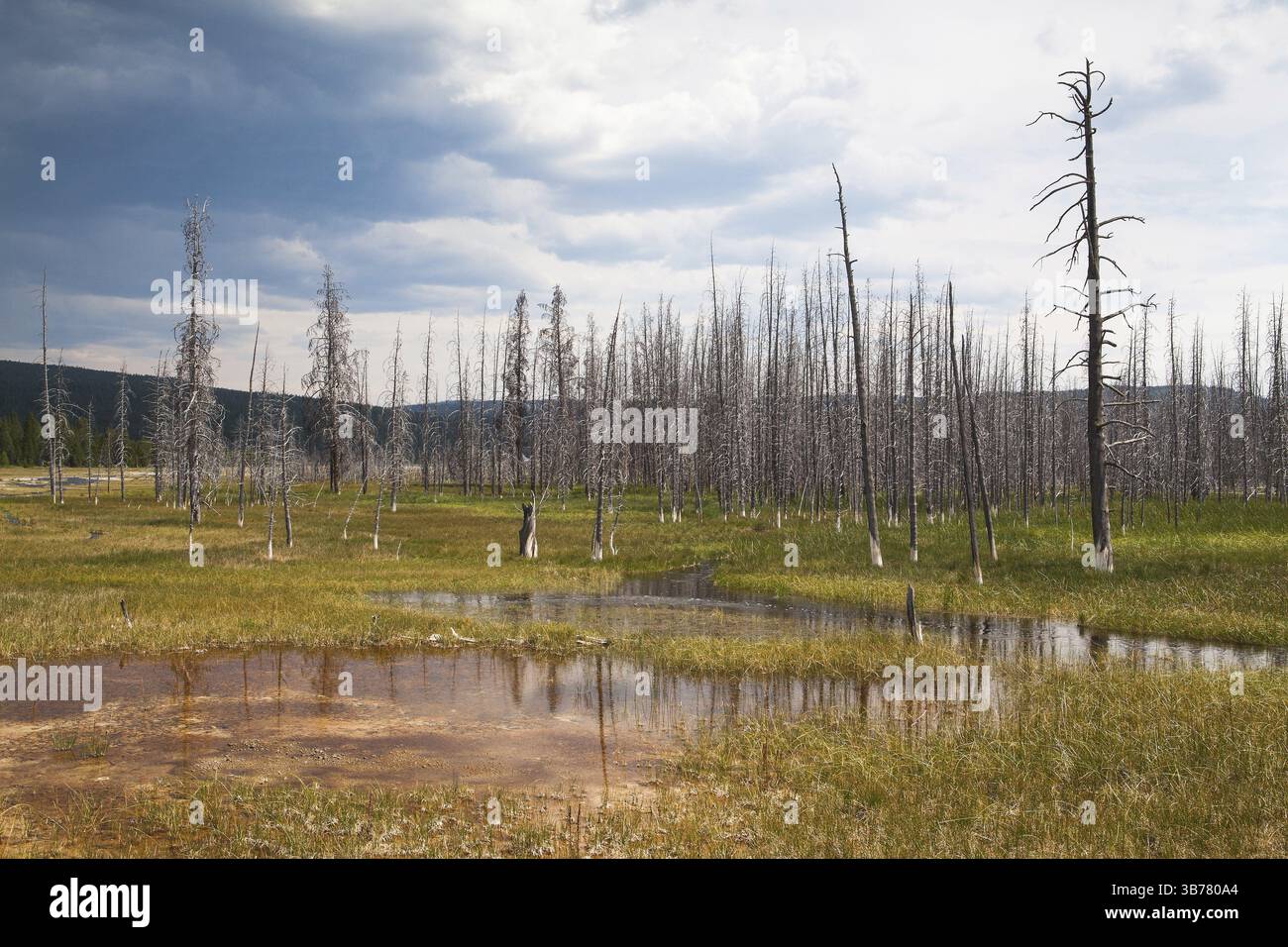 Tote Bäume stehen in Yellowstone - Feuer verwüsteten Wald 1988 Stockfoto
