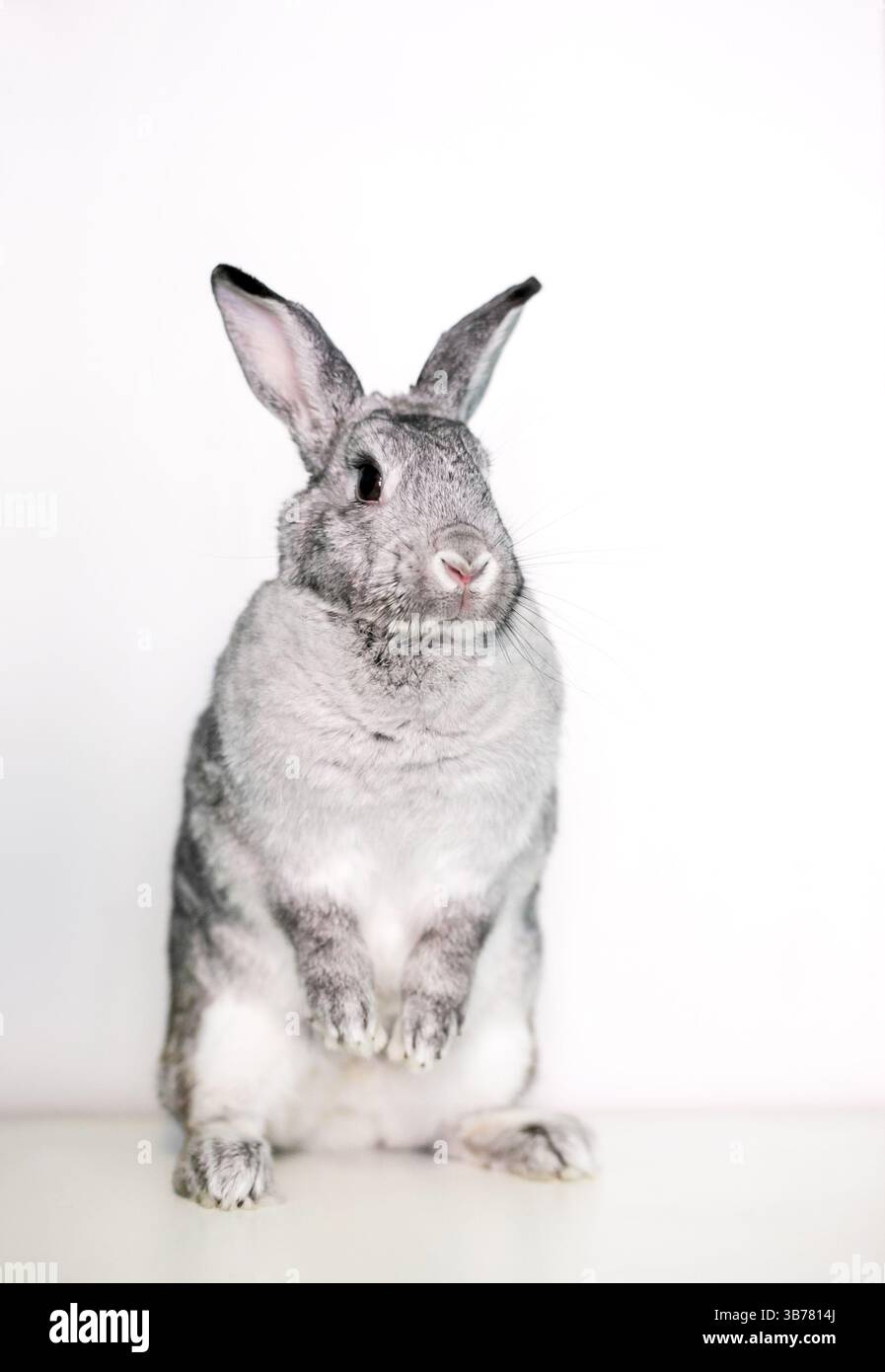Ein riesiger Chinchilla-Hase, der aufrecht auf seinen Hinterbeinen steht Stockfoto