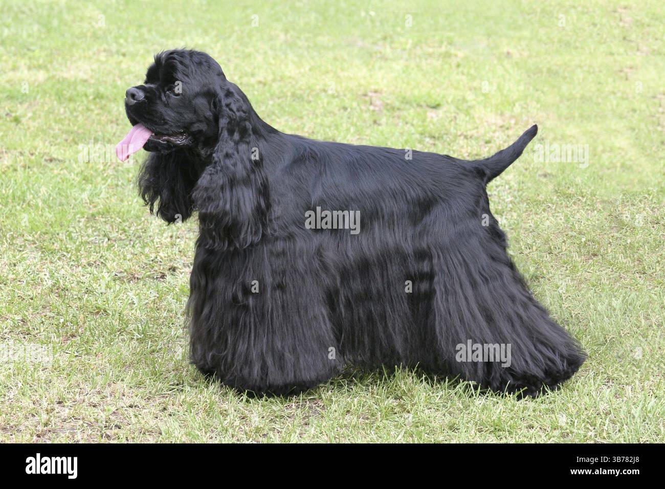Typisch amerikanischer Cockerspaniel im Frühlingsgarten Stockfoto