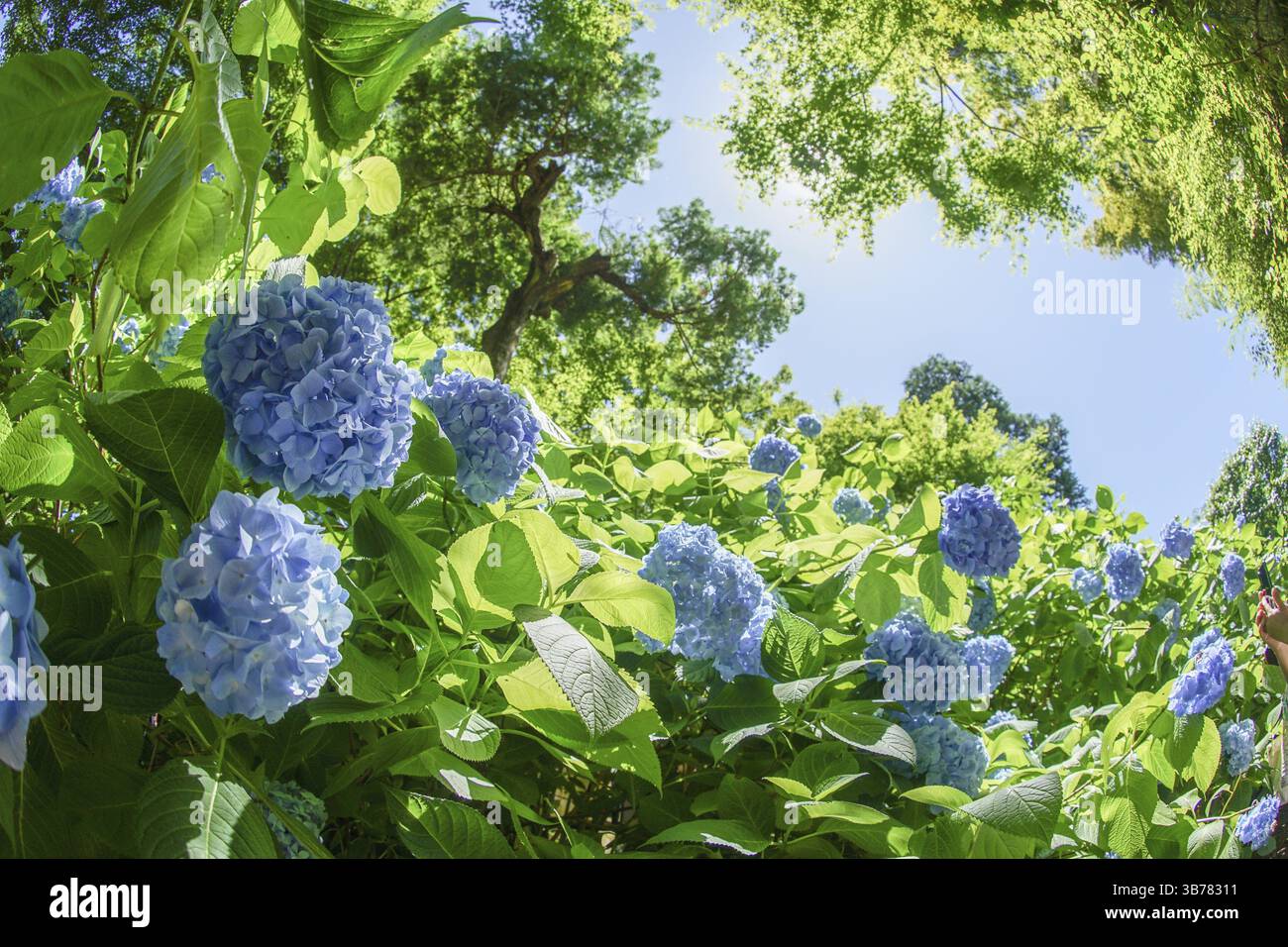 Blaue Hortensien und frisches Grün. Aufnahmeort: Kamakura, Präfektur Kanagawa Stockfoto