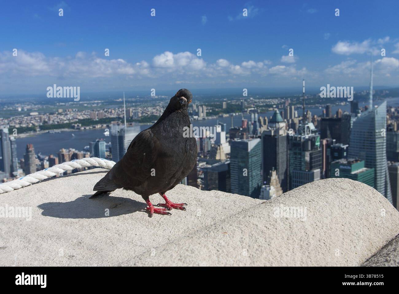 Taube im 86. Stock des Empire State Building, New York, USA, Nordamerika Stockfoto