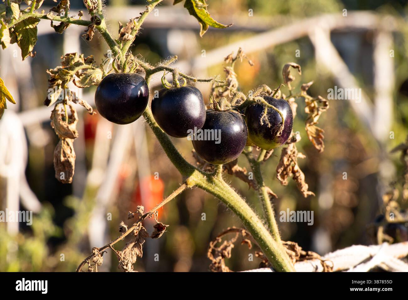 Schwarze Tomaten auf einem Busch im Garten im Sommer bei der Datscha in der Ukraine, Gemüse Stockfoto