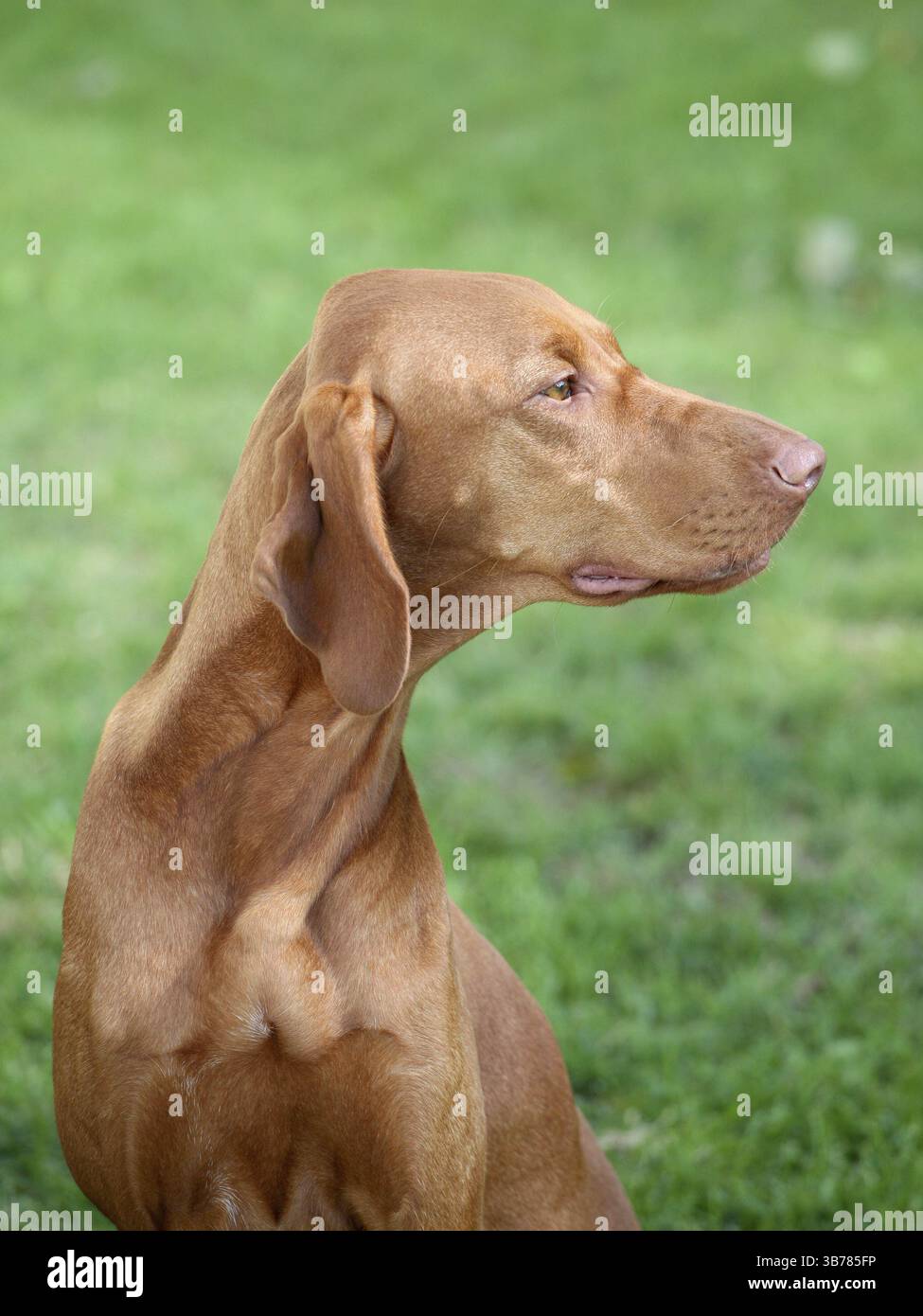 Das Porträt des ungarischen kurzhaarigen Vorstehhund im Garten Stockfoto