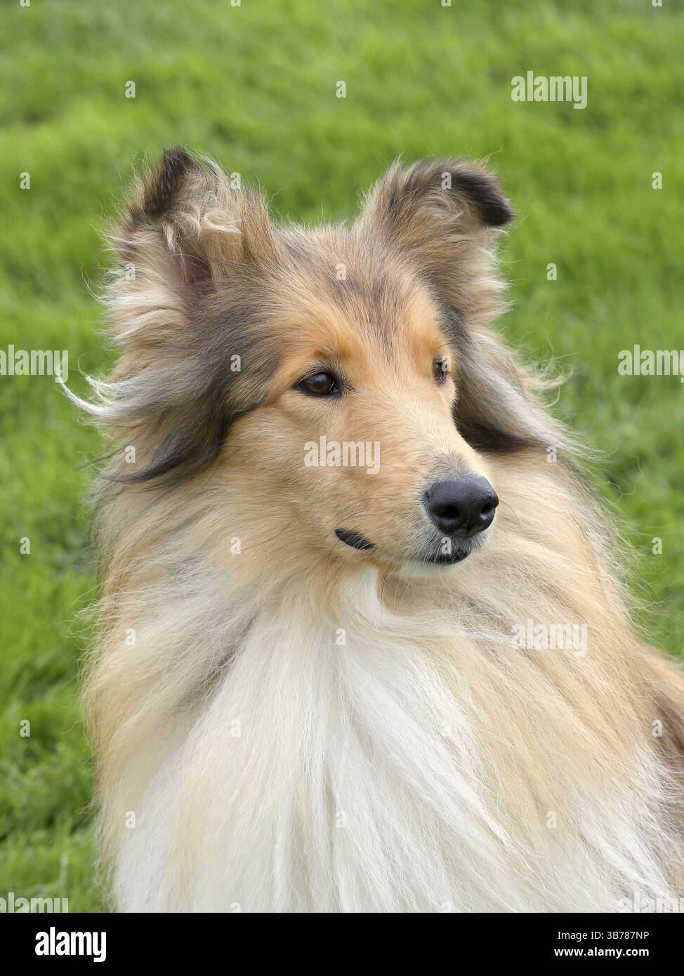 Das Porträt des Shetland Sheepdogs auf einem grünen Rasen Stockfoto
