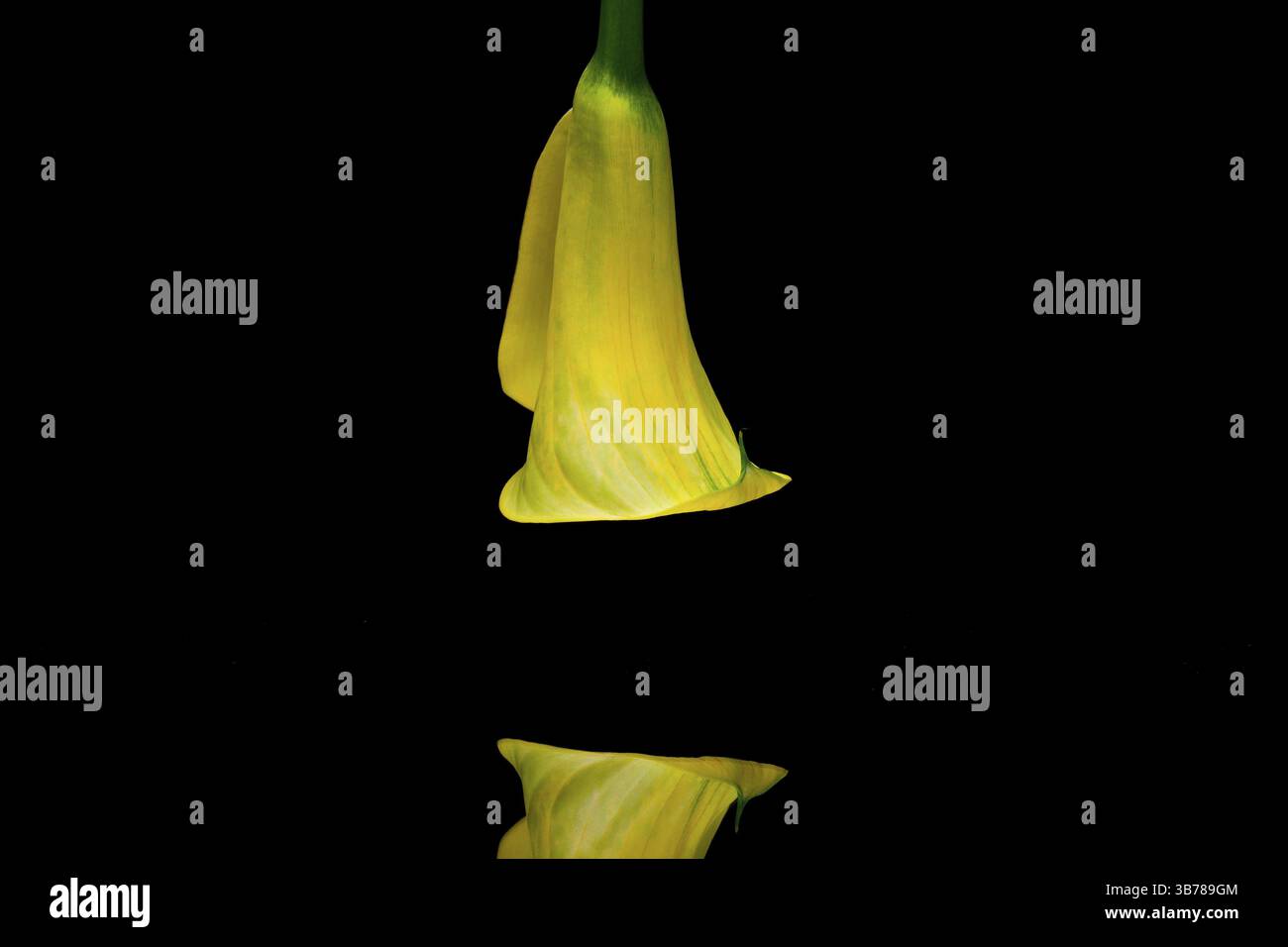 Porträt der gelben Calla-Lilie auf schwarzem Hintergrund Stockfoto