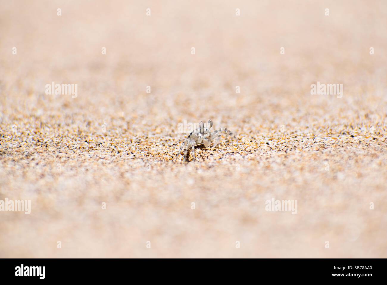 Itty Bitty Sandkrabbe Stockfoto