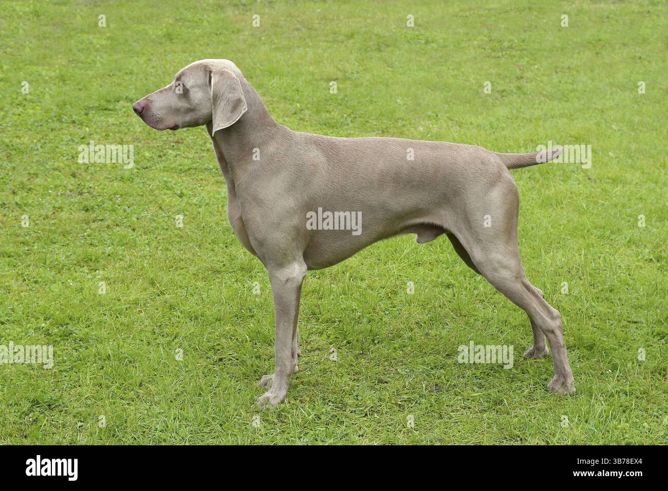 Typische Weimaraner Kurzhaar-Hund Stockfoto