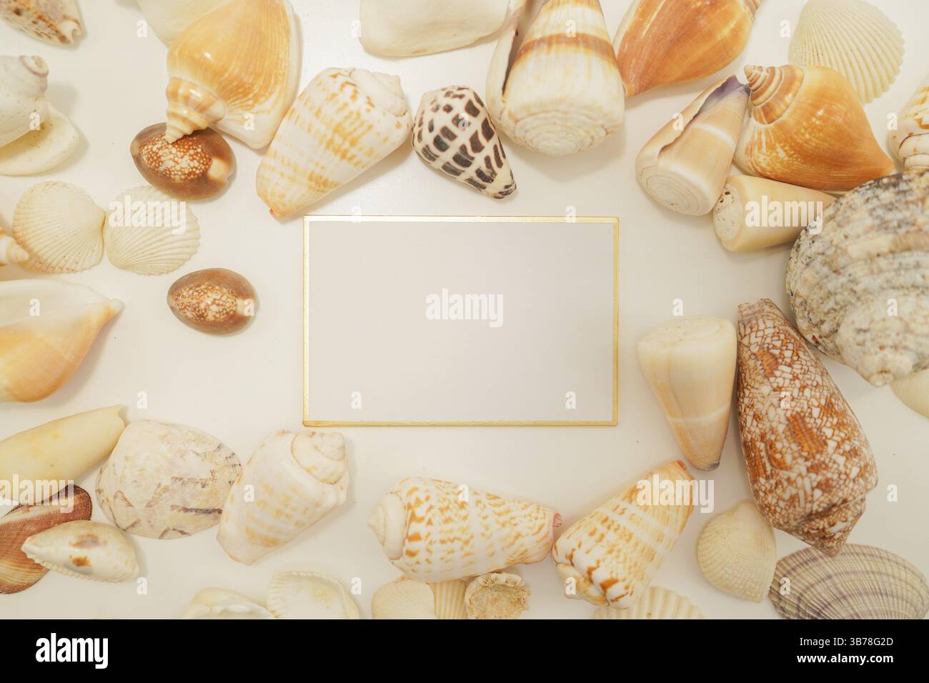 Verstreute Muschel (mit Textraum). Aufnahmeort: Stadt Kamakura, Präfektur Kanagawa Stockfoto