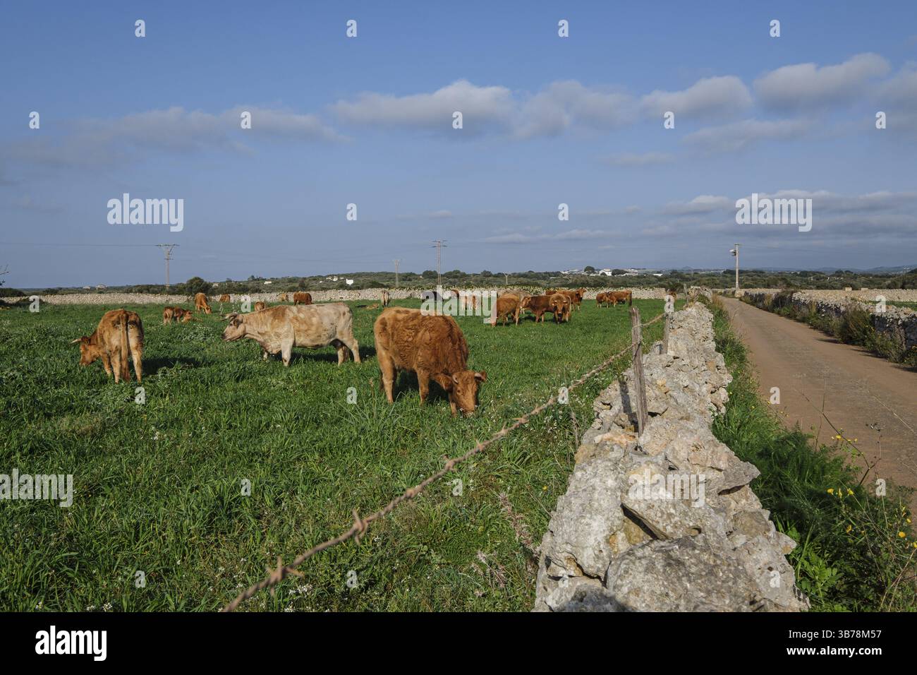 Menorquinische Zuchtkühe, Alaior, Menorca, Balearen, Spanien, Europa Stockfoto