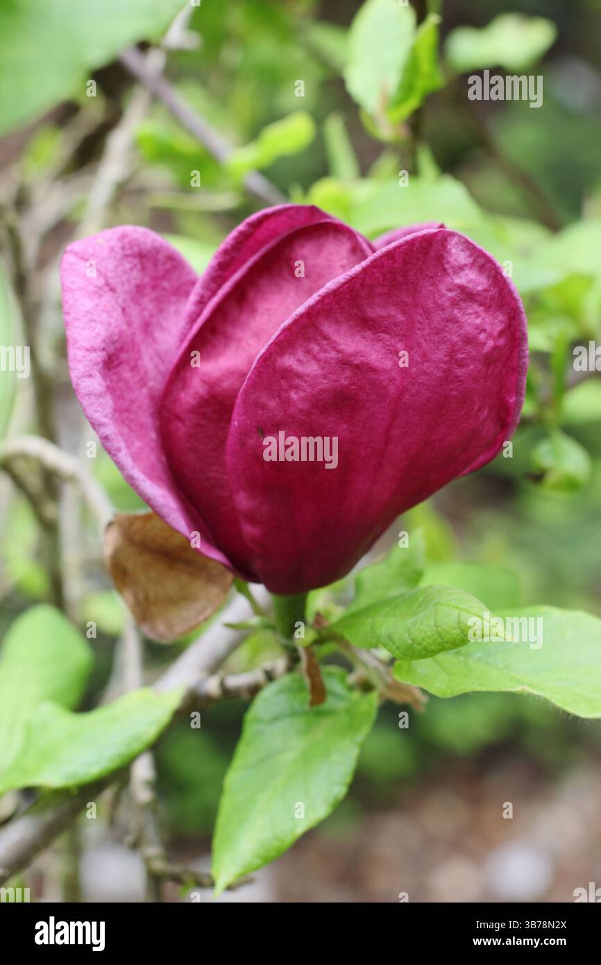 Magnolia Dschinn mit charakteristischen, tiefen, burgunderroten Blüten. Zierbaum. Stockfoto