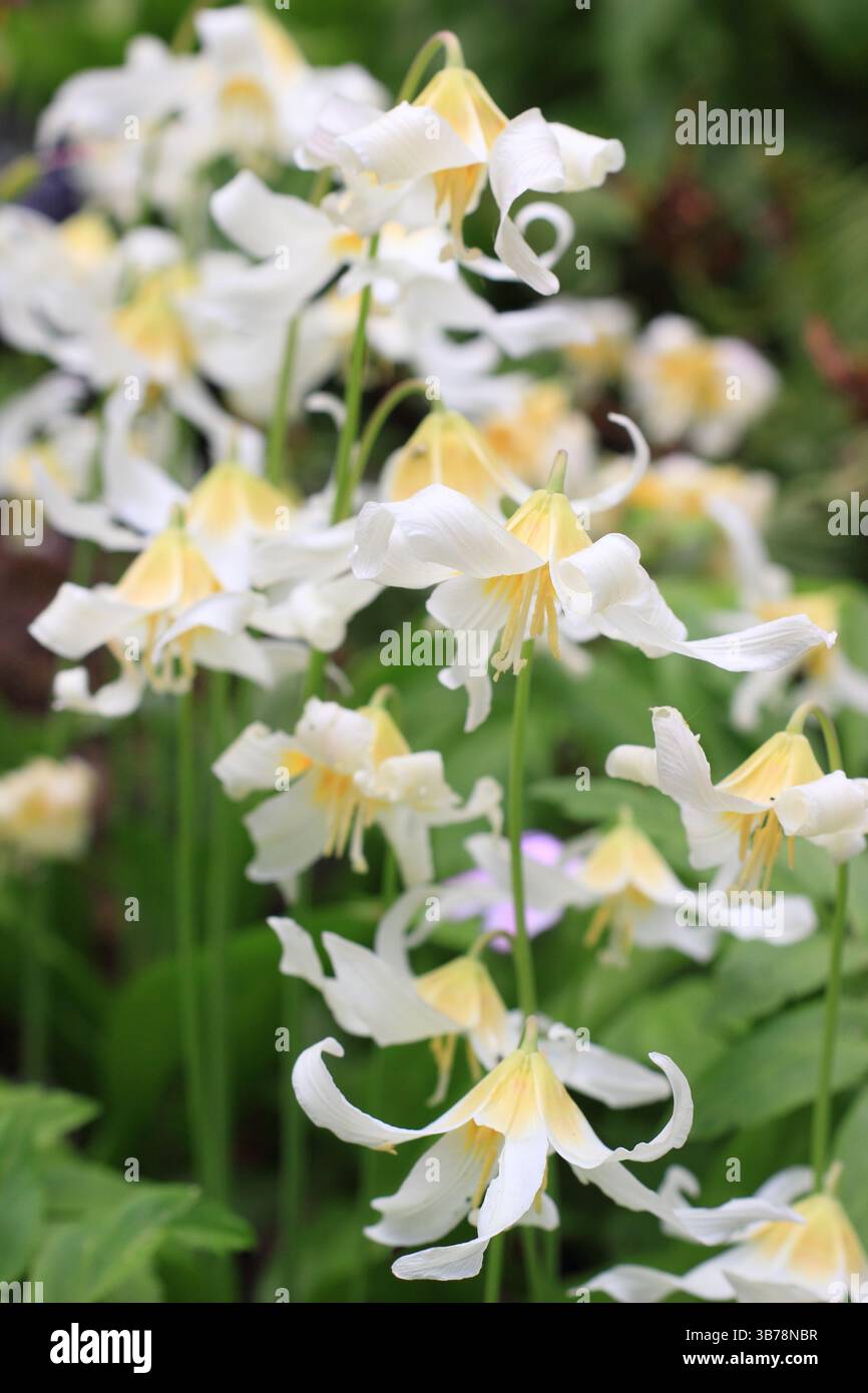 Erythronium „Harvington Snowgoose“ Fawn Lily, eine halbschattige, liebende Staude, in einem Waldgarten. UK Stockfoto
