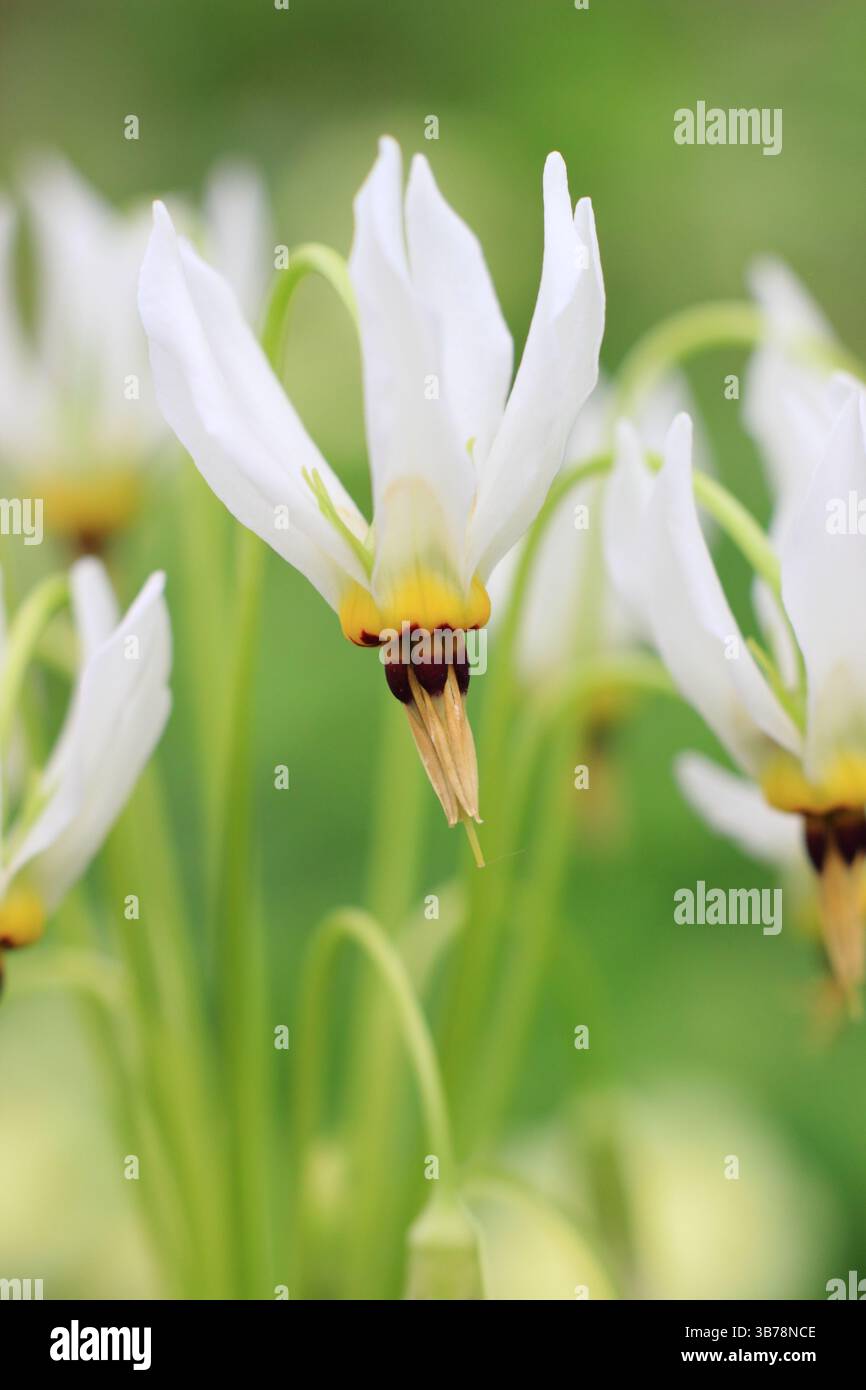 Dodecatheon meadia f. Album, oder Shooting Star, eine schattige Staude mit markantem, dicken Zentrum auf weißen nickenden Blumen. UK Stockfoto