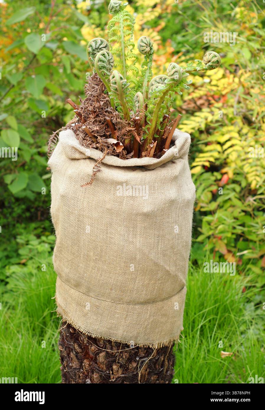 Winterpflanzenschutz. Dicksonia antarctica Baumfarn zeigt frischen Frühlingswuchs, nachdem er über den Winter in isolierende hessianer eingewickelt wurde. UK Stockfoto