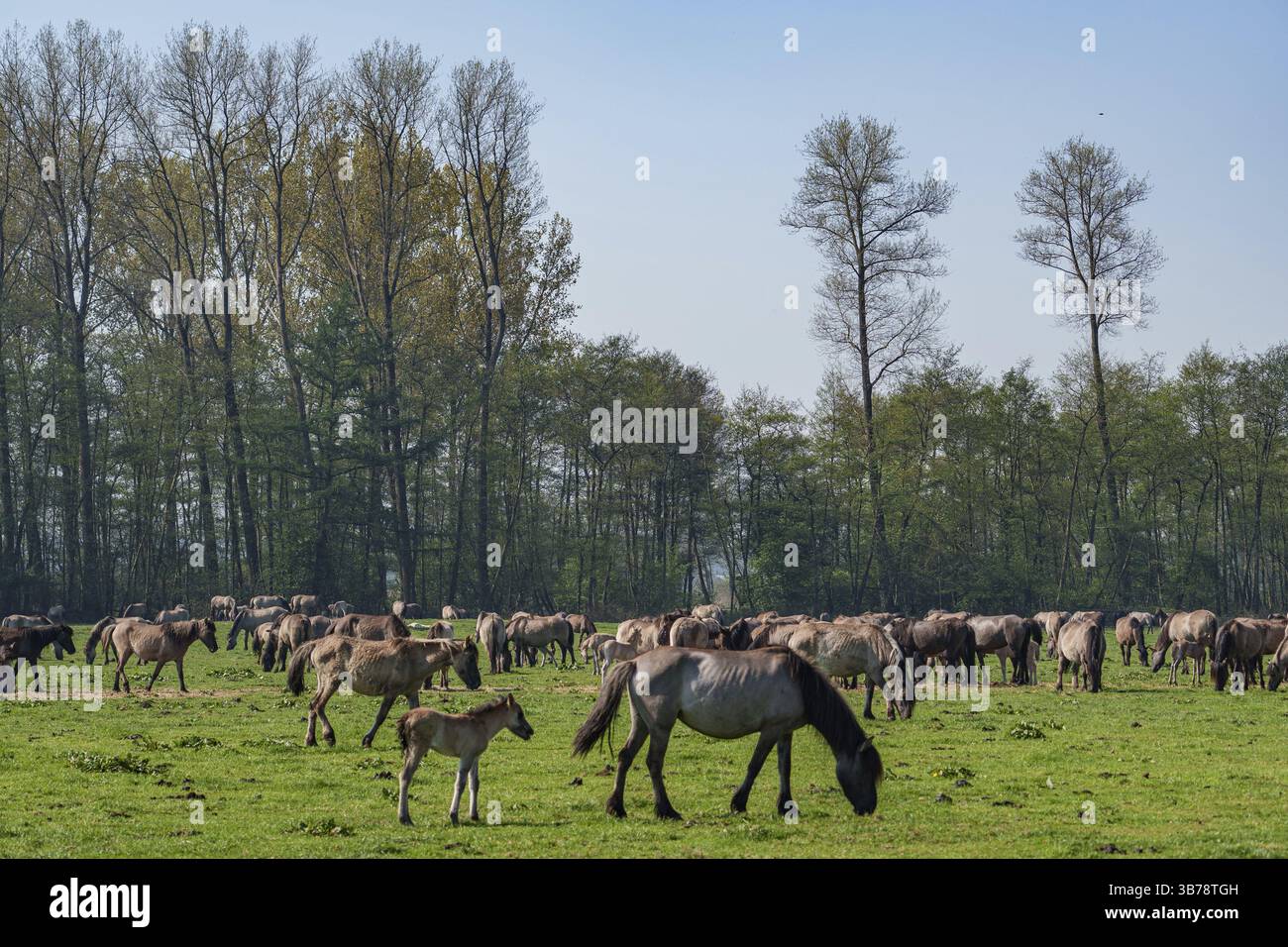 Eine große Pferdeherde, die friedlich auf einer Wiese weidet, umgeben von hohen Bäumen, Duelmen, westfalen, münsterland, deutschland Stockfoto