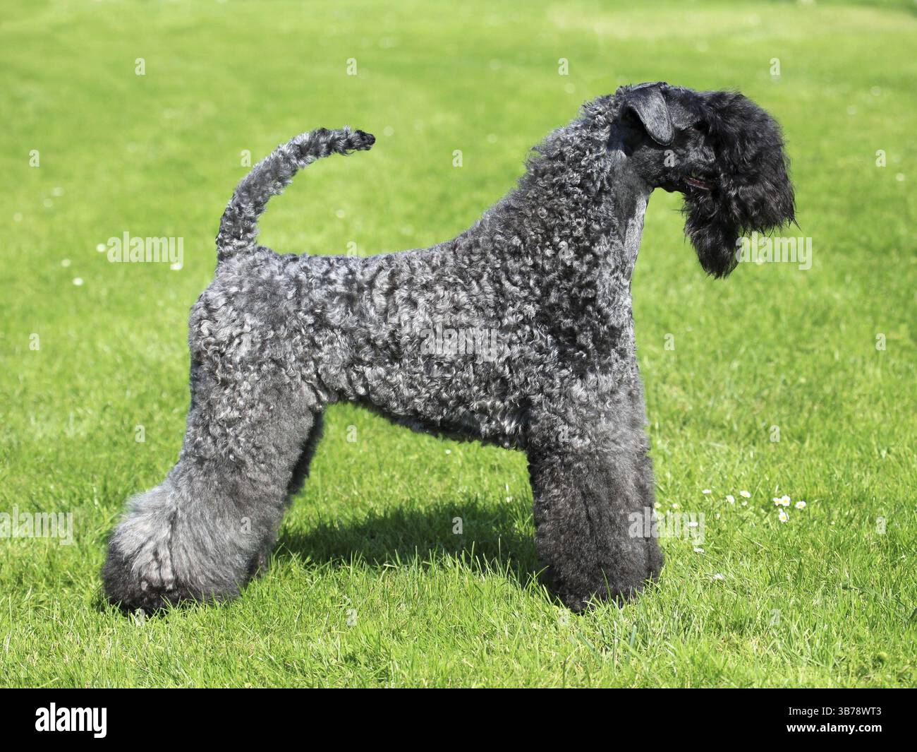 Der Kerry Blue Terrier Frühlingsgrün Gras Stockfoto