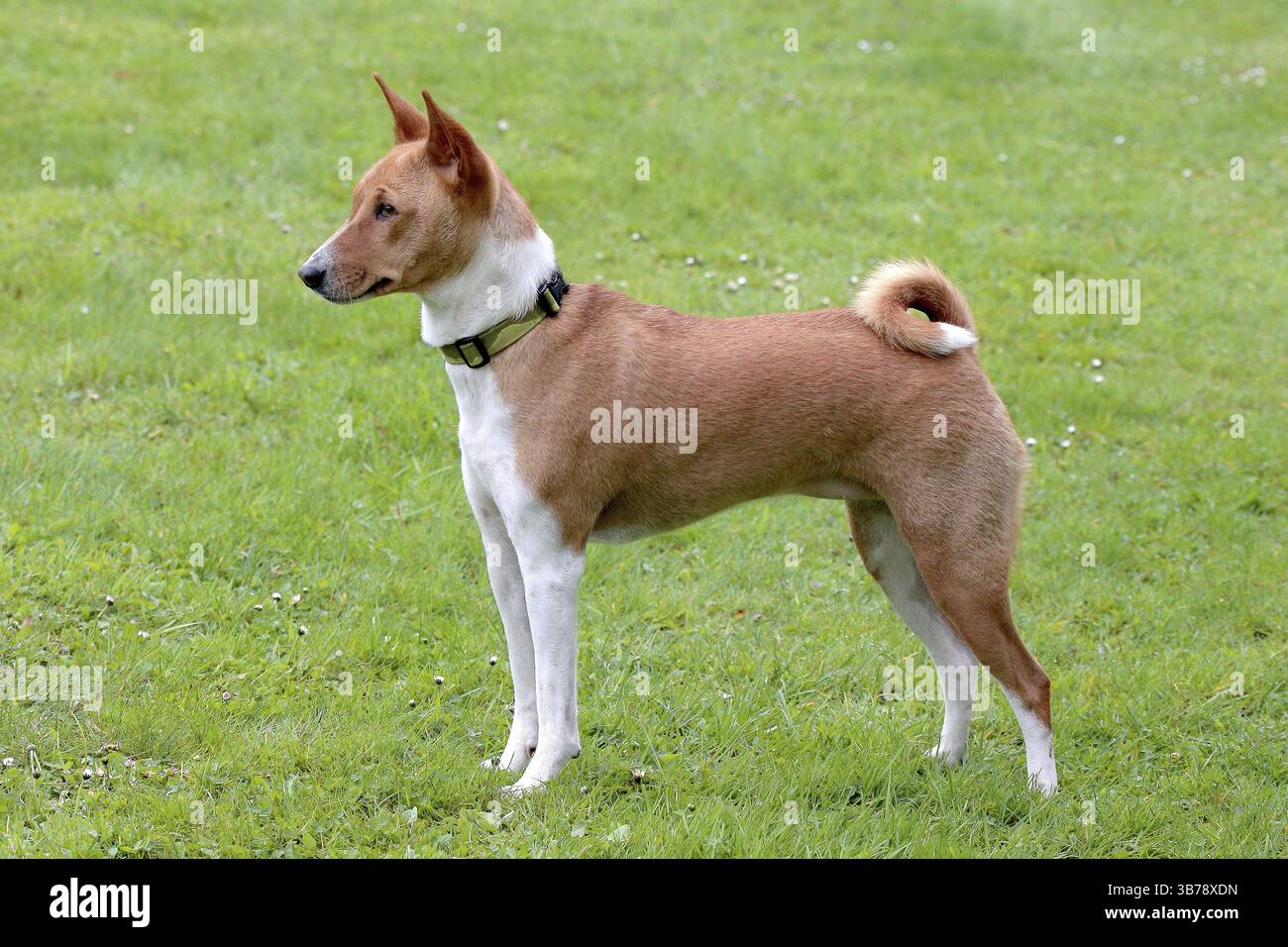 Typische Basenji-Hund im Garten Stockfoto