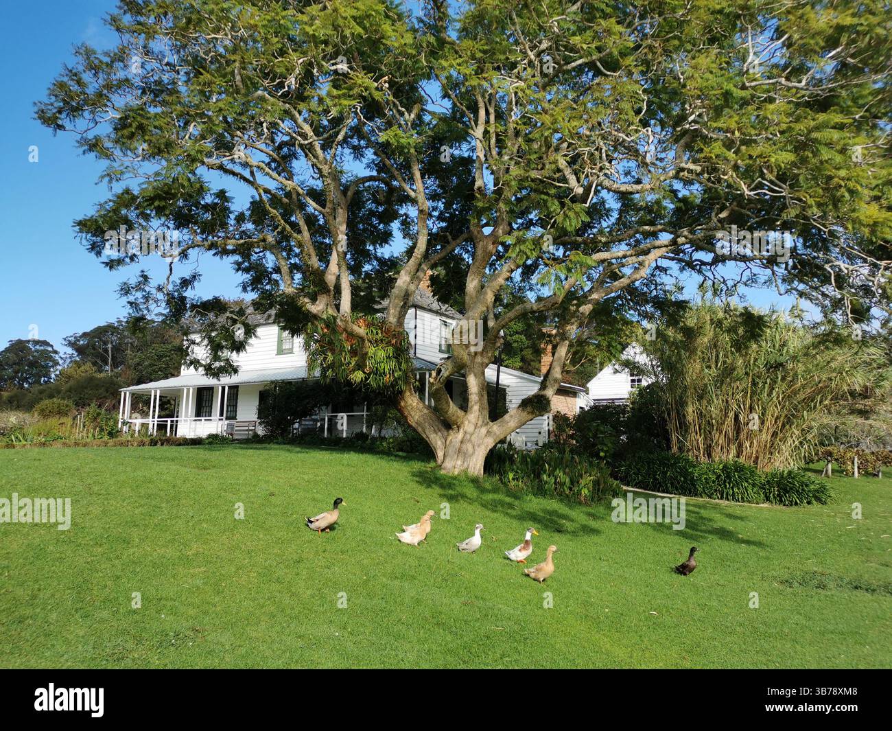 Enten gehen an einem großen Baum vor dem Kerikeri Mission House vorbei, dem ältesten Holzgebäude Neuseelands Stockfoto