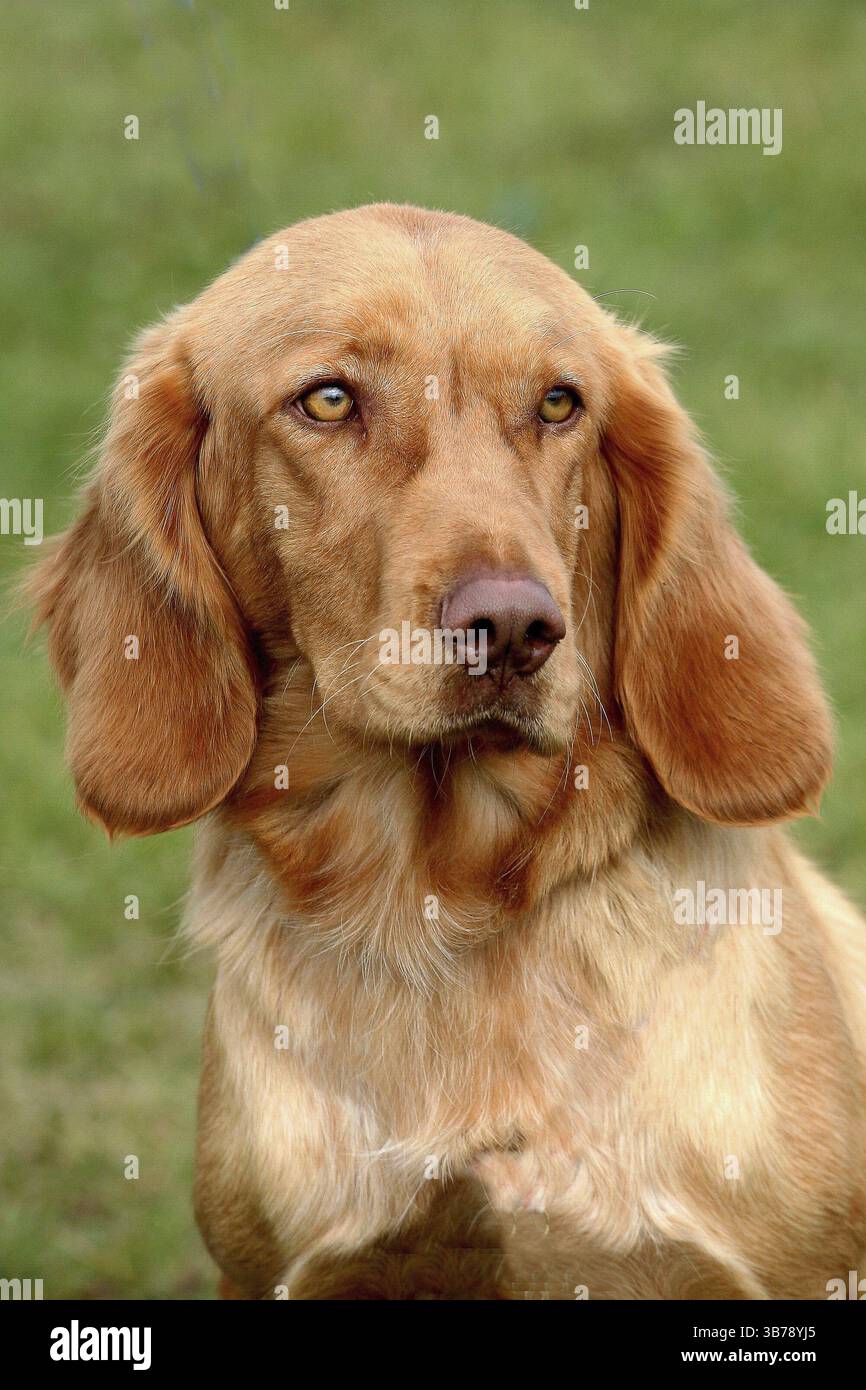 Typisch deutscher Spaniel in einem Sommergarten Stockfoto