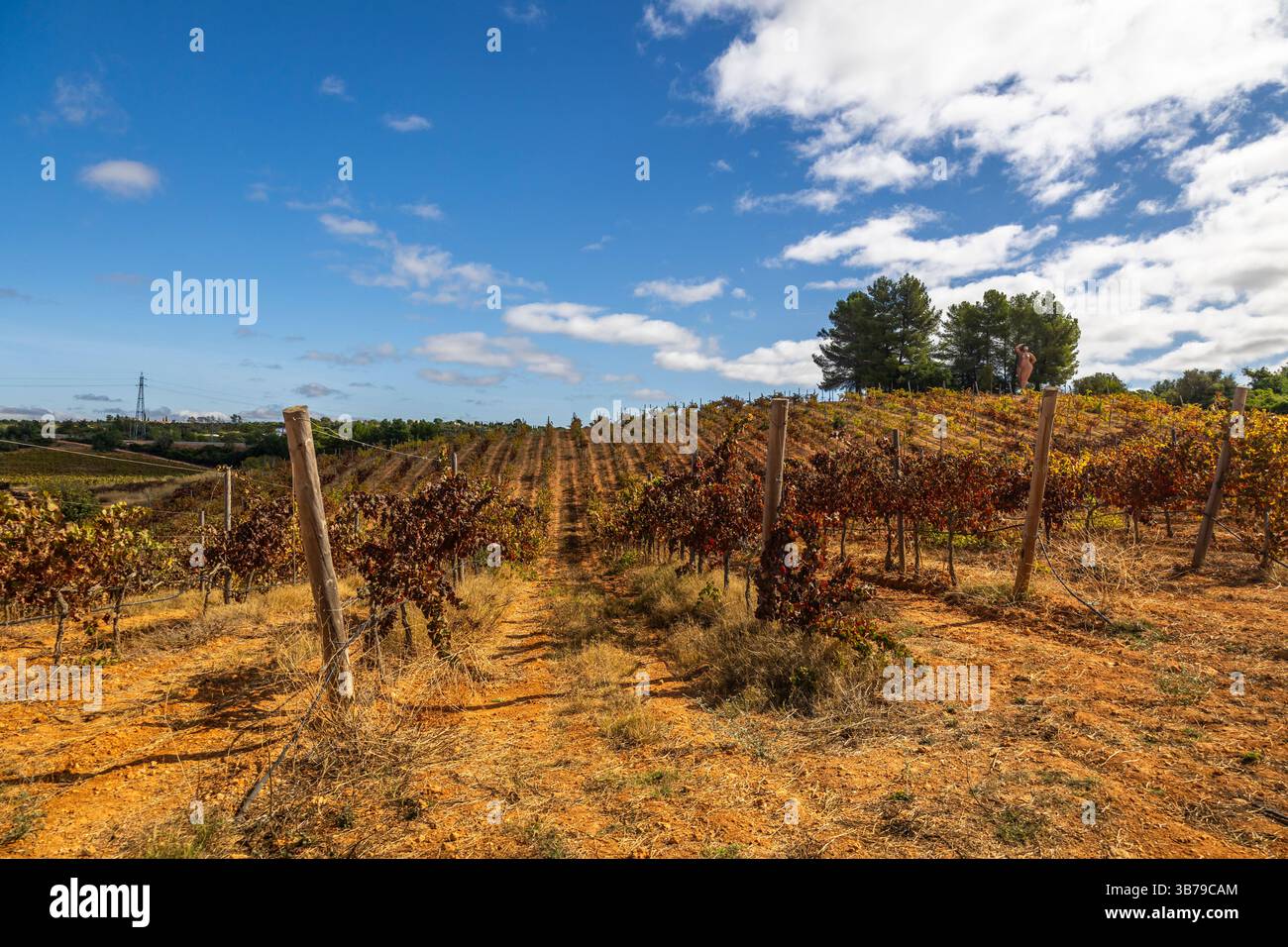 ESTOMBAR, PORTUGAL - 5. OKTOBER 2024: Landschaftsansicht des Weinguts 'Quinta dos Vales' in der Algarve. Stockfoto