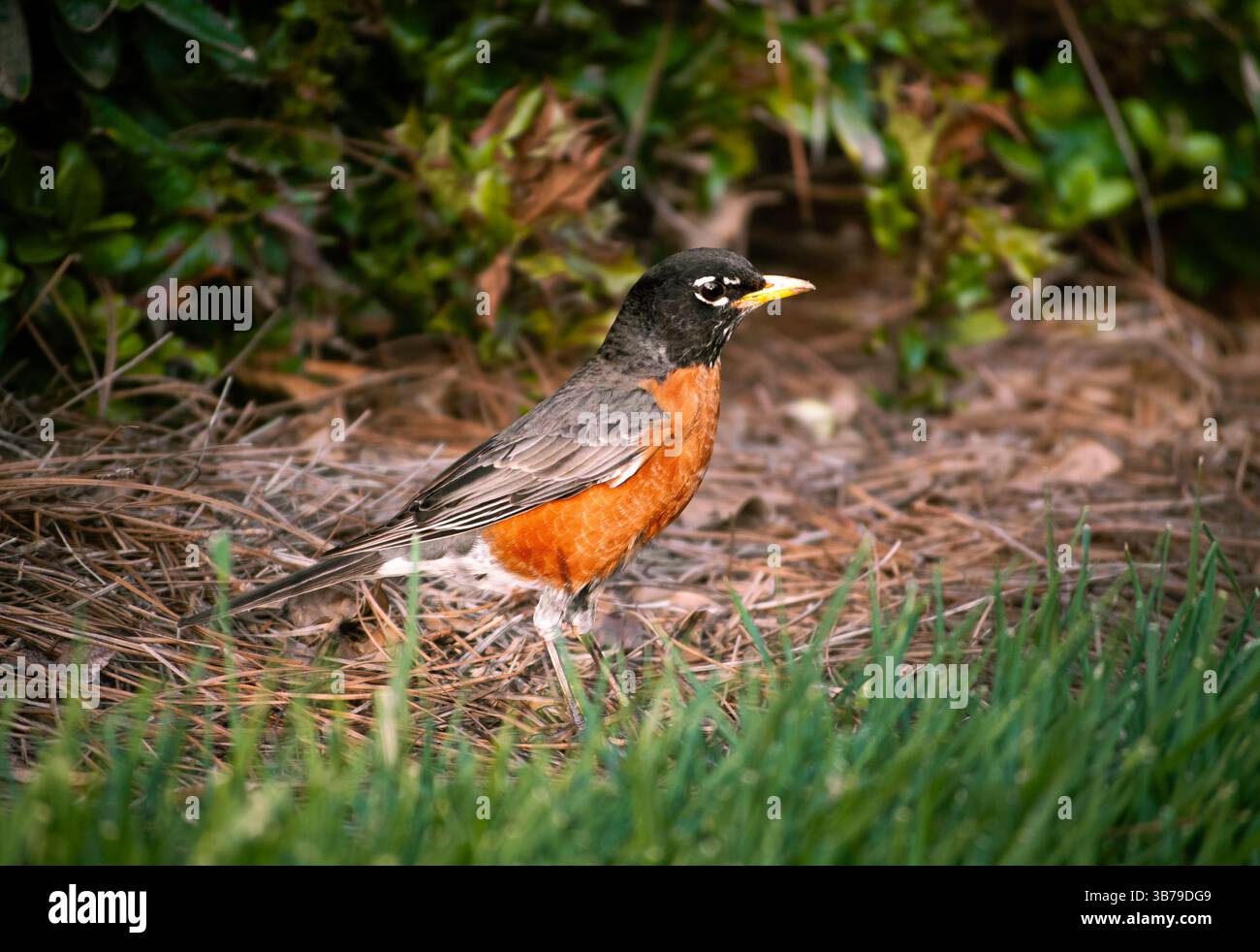 Ein Vogel auf dem Boden, detailliertes Bild. Stockfoto