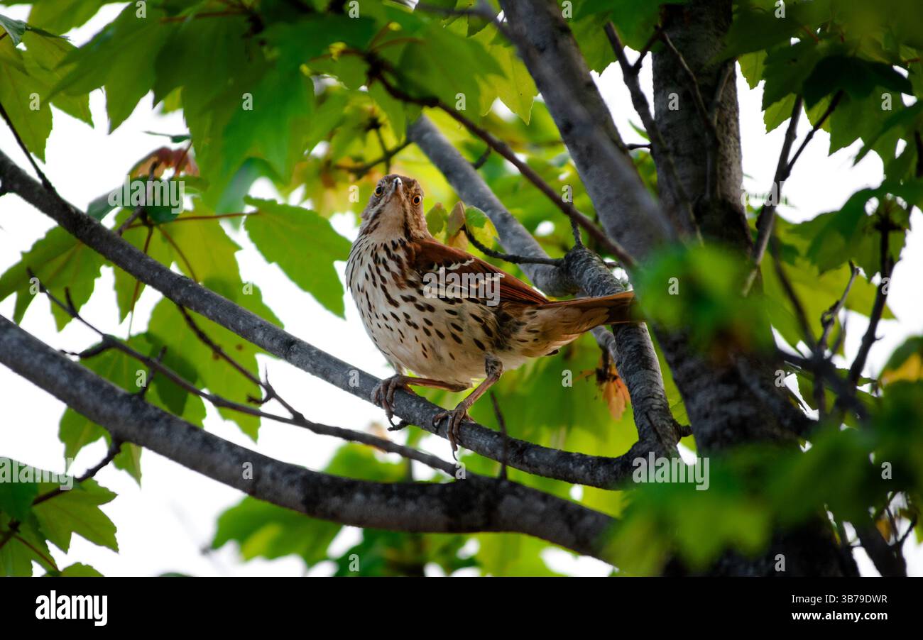 Ein brauner thrasher-Vogel, der anmutig auf einem Zweig thront, umgeben von üppig grünen Blättern. Stockfoto