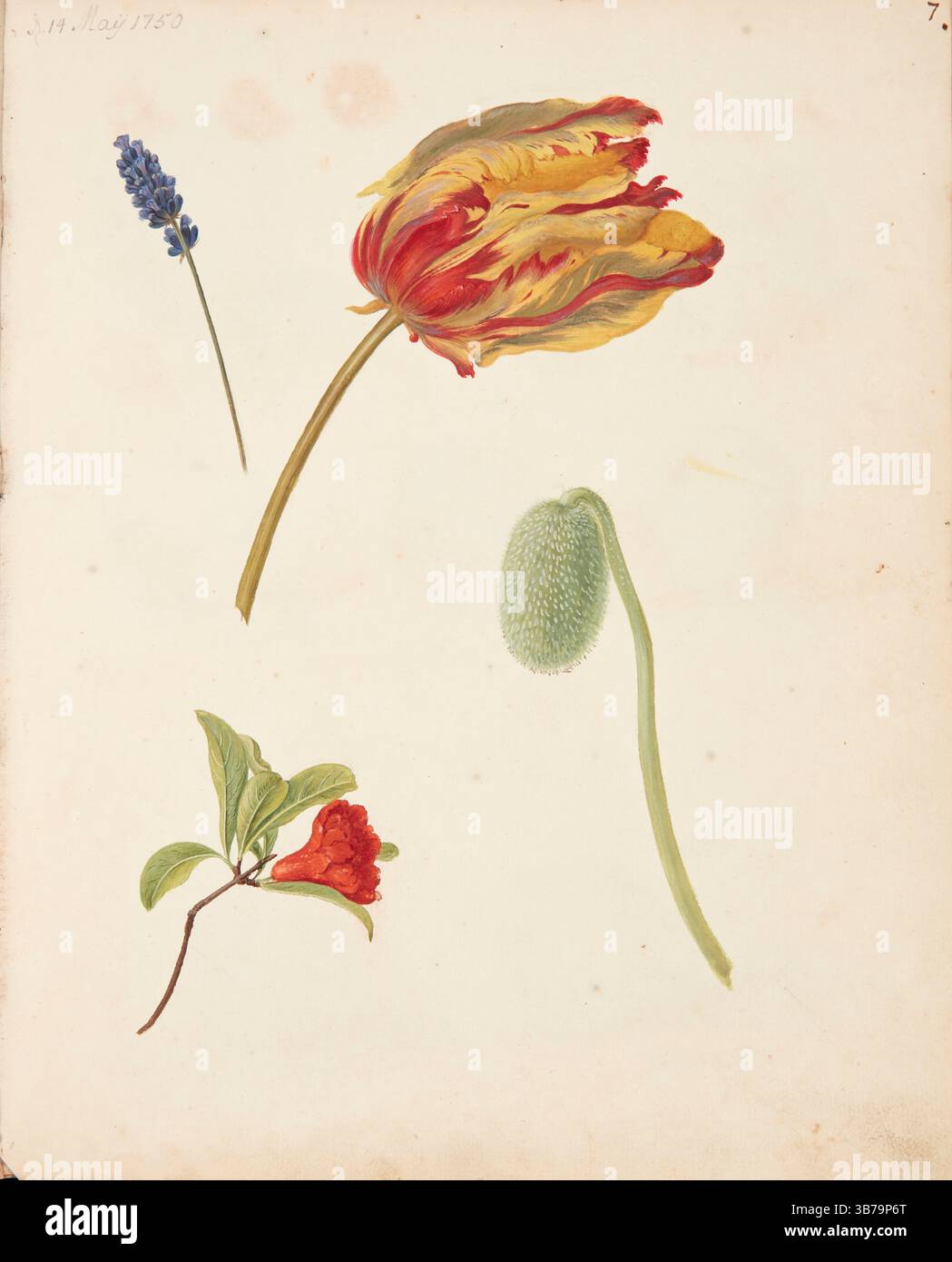 Untersuchung von Tulpen und anderen Blüten. Museum: Statens Museum for Arts, Kopenhagen. Autorin: Johanna Marie Fosie. Stockfoto