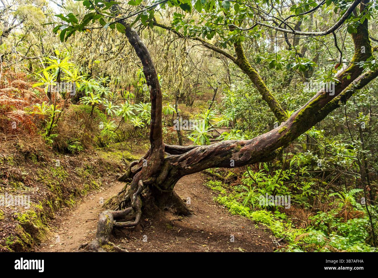 Bäume blockieren den Wanderweg im Garajonay Nationalpark, La Gomera, Kanarischen Inseln, Europa. Stockfoto