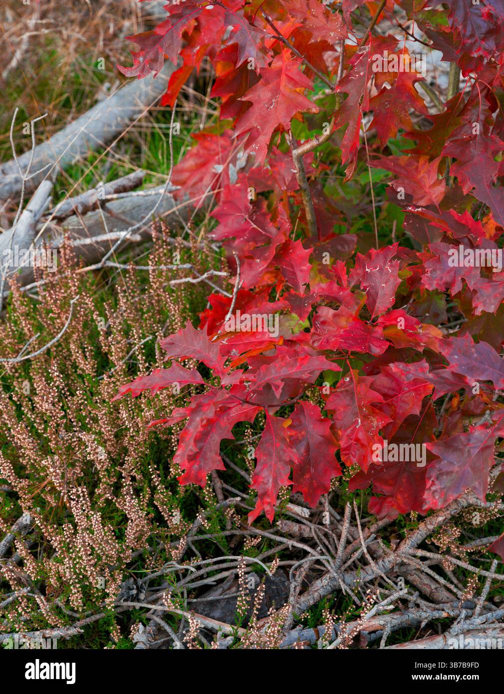 karmesinblätter und Heidekrautträume Stockfoto