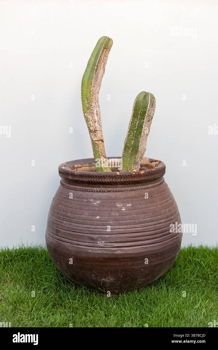 gummibaum lichtverhltnisse Gummibaum Ficus Elastica Robusta Stamm Zimmerpflanze 27cm 140cm