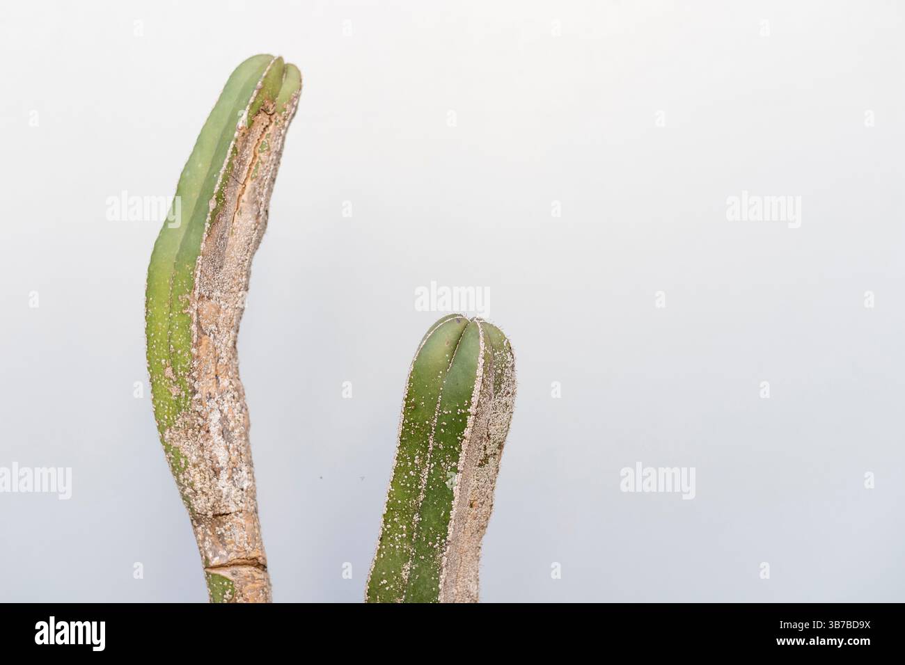 monstera adansonii grimpante Monstera Adansonii Plant - Swiss Cheese Vine main image 1