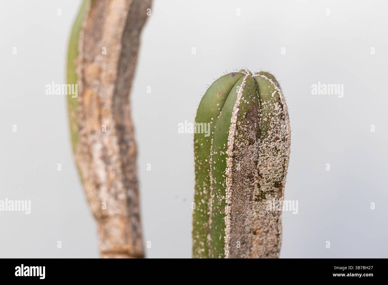 Weie milben -Fotos und -Bildmaterial in hoher Auflsung  Alamy
